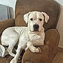 armchair, chair, companion, couch, dog, domestic_animal, ears, fur, home_interior, indoor, looking_at_camera, nose, paws, pet, photograph, portrait, relaxed, sitting, tile_floor, white_dog