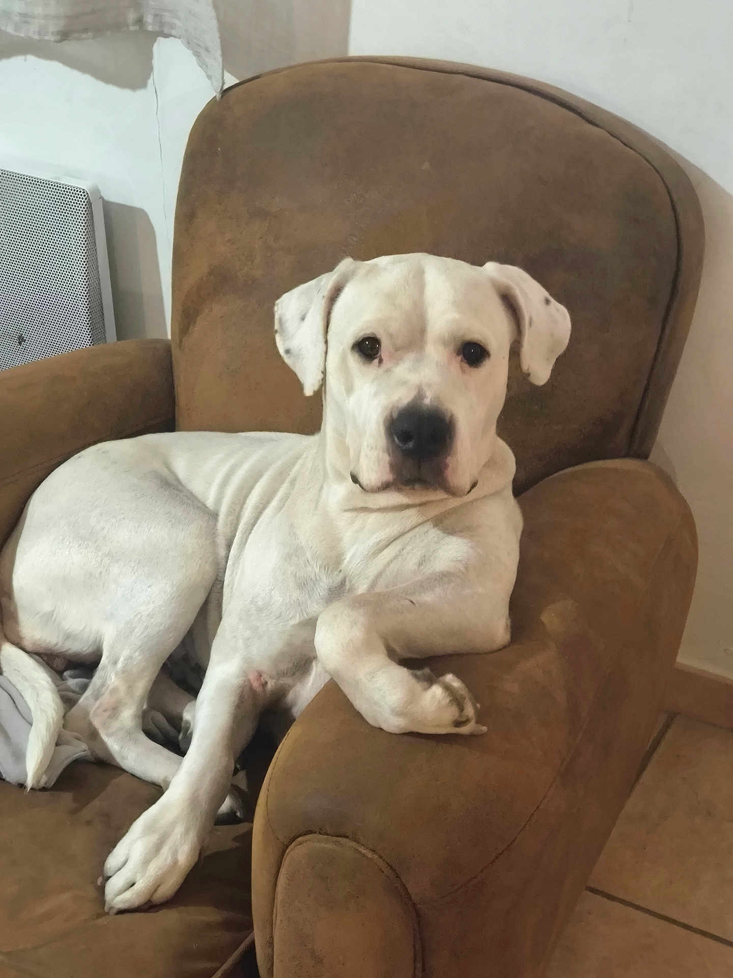 Ulka participe au concours pour gagner de l'argent avec cette photo : dog, white_dog, armchair, chair, pet, indoor, sitting, looking_at_camera, paws, relaxed, couch, fur, ears, nose, portrait, tile_floor, home_interior, photograph, companion, domestic_animal