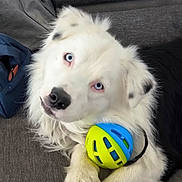 Ferdy a rejoint le concours — aidez-le/la à gagner de superbes lots ! animal, blue_ball, blue_eyes, close_up, companion, couch, dog, domestic_animal, fluffy, friendly, fur, indoor, looking_up, paw, pet, playful, relaxed, toy_ball, white_dog, yellow_ball