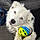 Ferdy