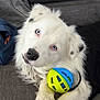animal, blue_ball, blue_eyes, close_up, companion, couch, dog, domestic_animal, fluffy, friendly, fur, indoor, looking_up, paw, pet, playful, relaxed, toy_ball, white_dog, yellow_ball