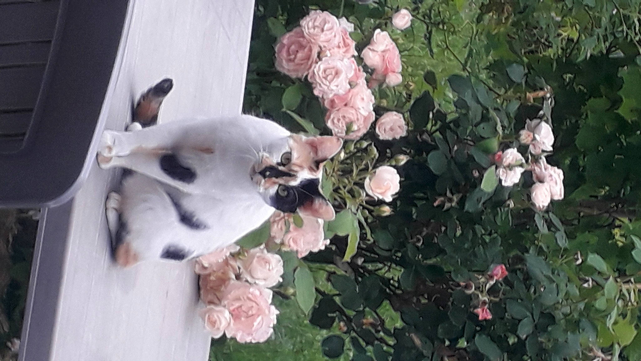 Beethoven participe au concours pour gagner de l'argent avec cette photo : annual_plant, carnivore, companion_dog, dog, floribunda, flower, flower_arranging, flowering_plant, garden_roses, grass, groundcover, herbaceous_plant, hybrid_tea_rose, petal, plant, rosa_centifolia, rose, rose_family, rose_order, shrub