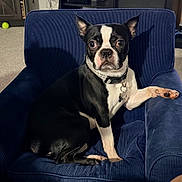 Tomate is registered to the contest to win money with this photo: dog, boston_terrier, pet, animal, chair, blue_chair, indoor, living_room, paw, collar, black_and_white, fur, pet_tag, carpet, furniture, cute, alert, seated, domestic_animal, canine