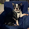 dog, boston_terrier, pet, animal, chair, blue_chair, indoor, living_room, paw, collar, black_and_white, fur, pet_tag, carpet, furniture, cute, alert, seated, domestic_animal, canine