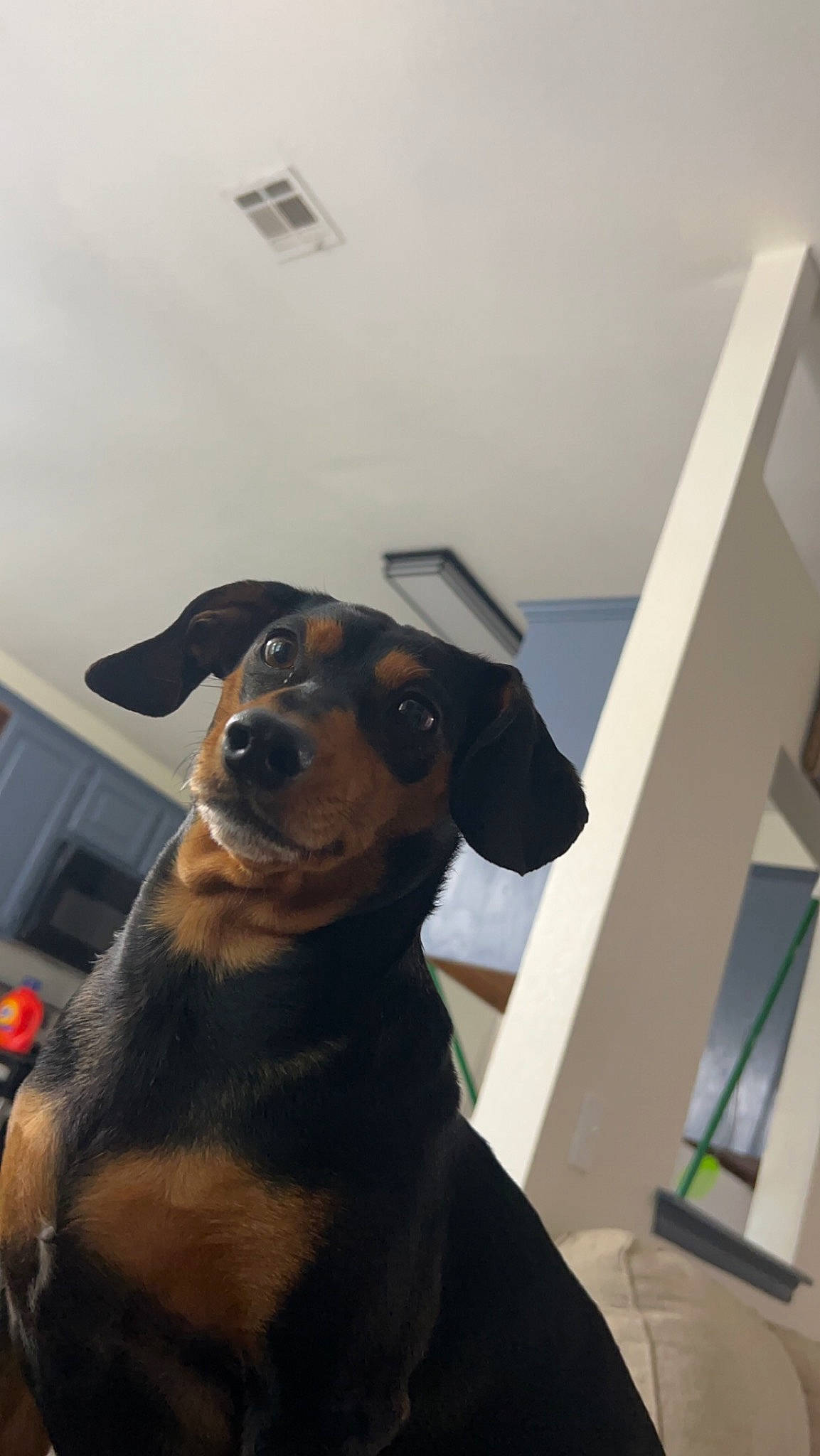 Remington joined the competition — help win amazing prizes! canidae, carnivore, collar, companion_dog, dobermann, dog, dog_breed, dog_collar, ear, fawn, flooring, fur, guard_dog, pet_supply, pinscher, snout, sporting_group, whiskers, working_animal, working_dog