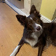 Fudge is registered to the contest to win money with this photo: animal, brown_dog, canine, companion, curious_look, dog, domestic, ears_up, flooring, fur, house, indoor, laying_down, pet, portrait, relaxed, wallpaper, white_fur, wooden_floor, yellow_wall