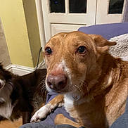 Ruby is registered to the contest to win money with this photo: dog, pet, indoor, couch, brown_dog, close_up, animal, house, door, yellow_wall, furniture, companion, canine, resting, two_dogs, living_room, fur, cute, domestic, cozy