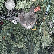 Lucy is registered to the contest to win money with this photo: cat, kitten, christmas_tree, ornament, decoration, greenery, pine_needles, festive, holiday, curious, pets, cute, animal, indoor, tree_lights, holiday_decor, christmas, fluffy, face, playful