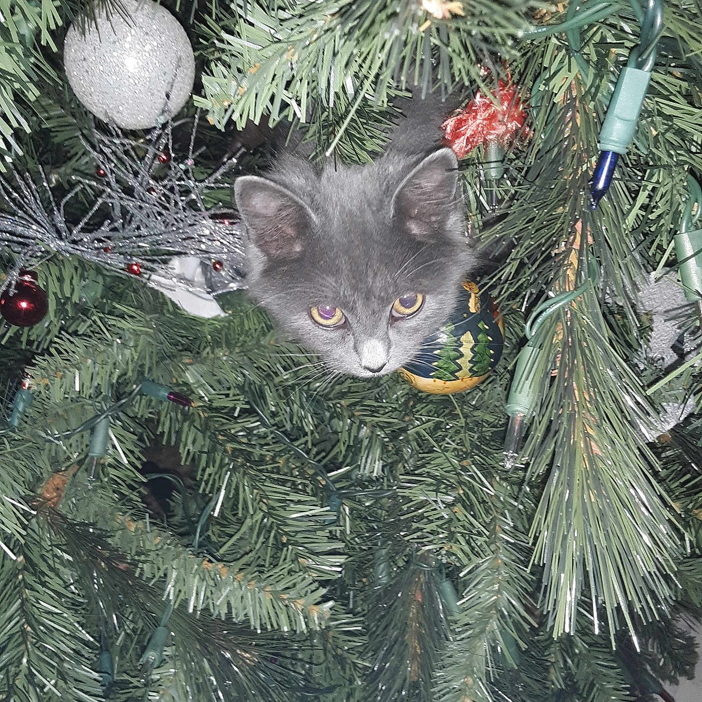 Lucy is registered to the contest to win money with this photo: animal, cat, christmas, christmas_tree, curious, cute, decoration, face, festive, fluffy, greenery, holiday, holiday_decor, indoor, kitten, ornament, pets, pine_needles, playful, tree_lights