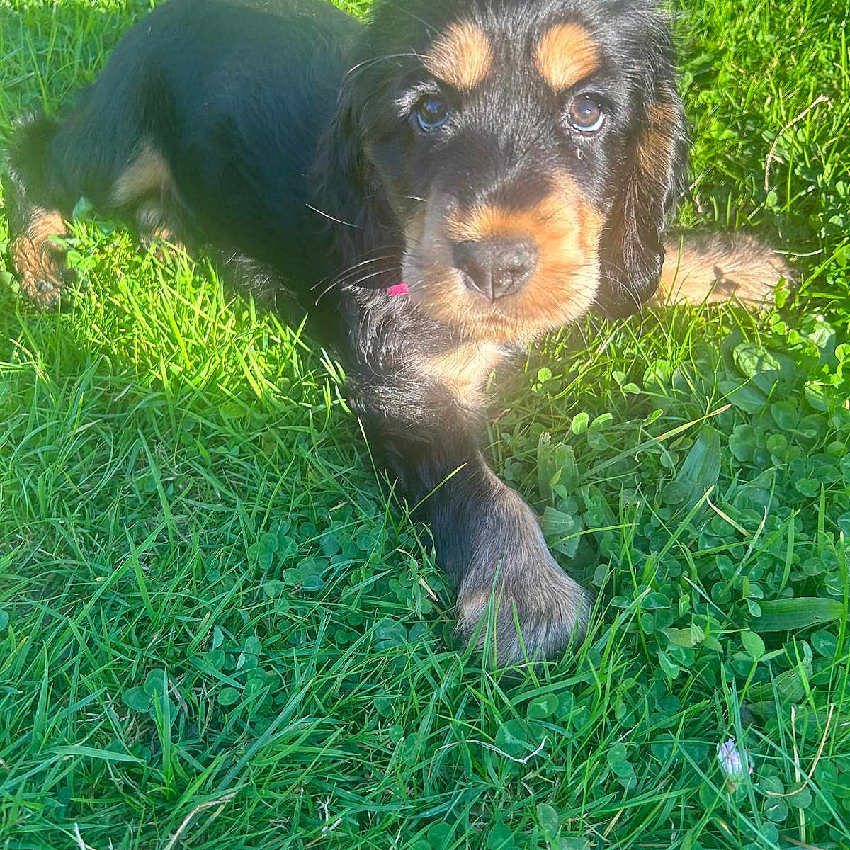 Zoé participe au concours pour gagner de l'argent avec cette photo : animal, ball, canine, cockerspaniel, dog, field, football, grass, grassland, green, hound, lawn, nature, outdoors, pet, plant, puppy, soccer, vegetation, yard