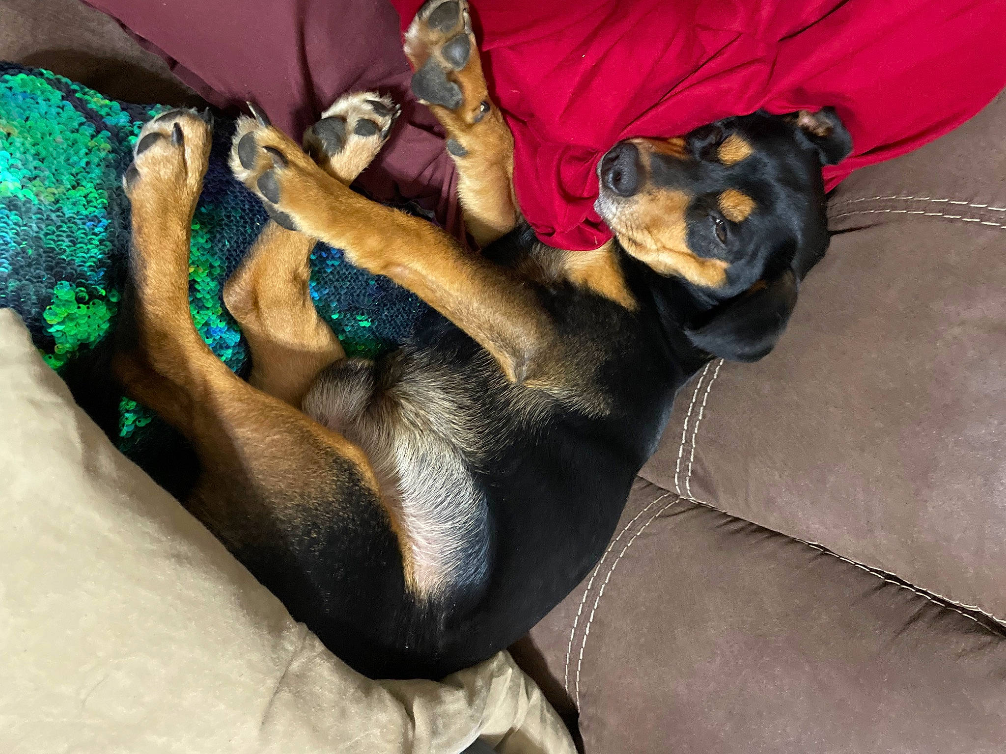 Taco joined the competition — help win amazing prizes! canidae, carnivore, comfort, companion_dog, couch, dog, dog_breed, fawn, foot, fur, guard_dog, human_leg, linens, nap, paw, snout, sporting_group, thigh, toy_dog, working_animal