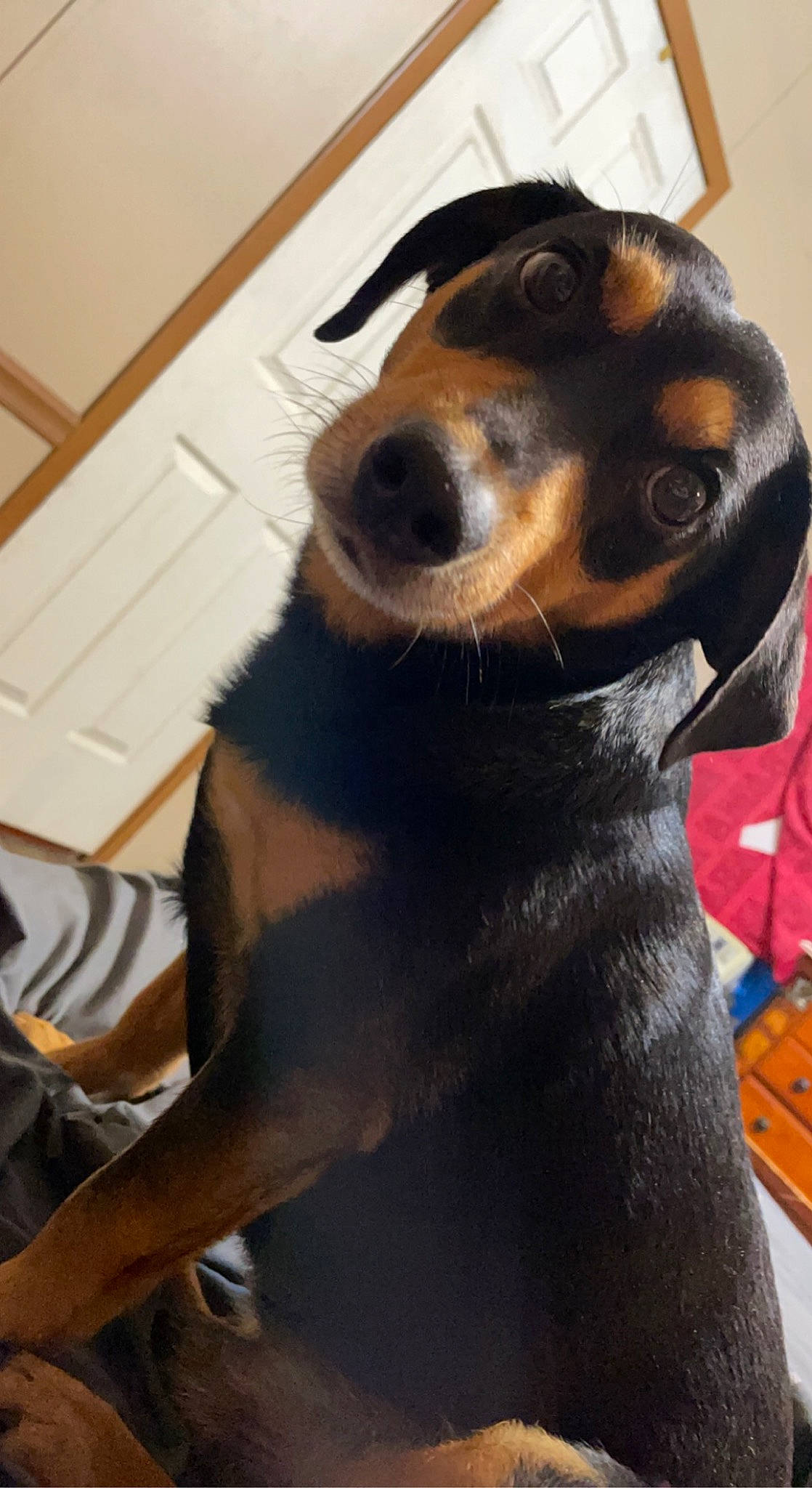 Taco joined the competition — help win amazing prizes! canidae, carnivore, collar, companion_dog, dog, dog_breed, fawn, fur, hunting_dog, liver, mammal, pet_supply, snout, sporting_group, terrestrial_animal, vertebrate, whiskers, working_animal, working_dog