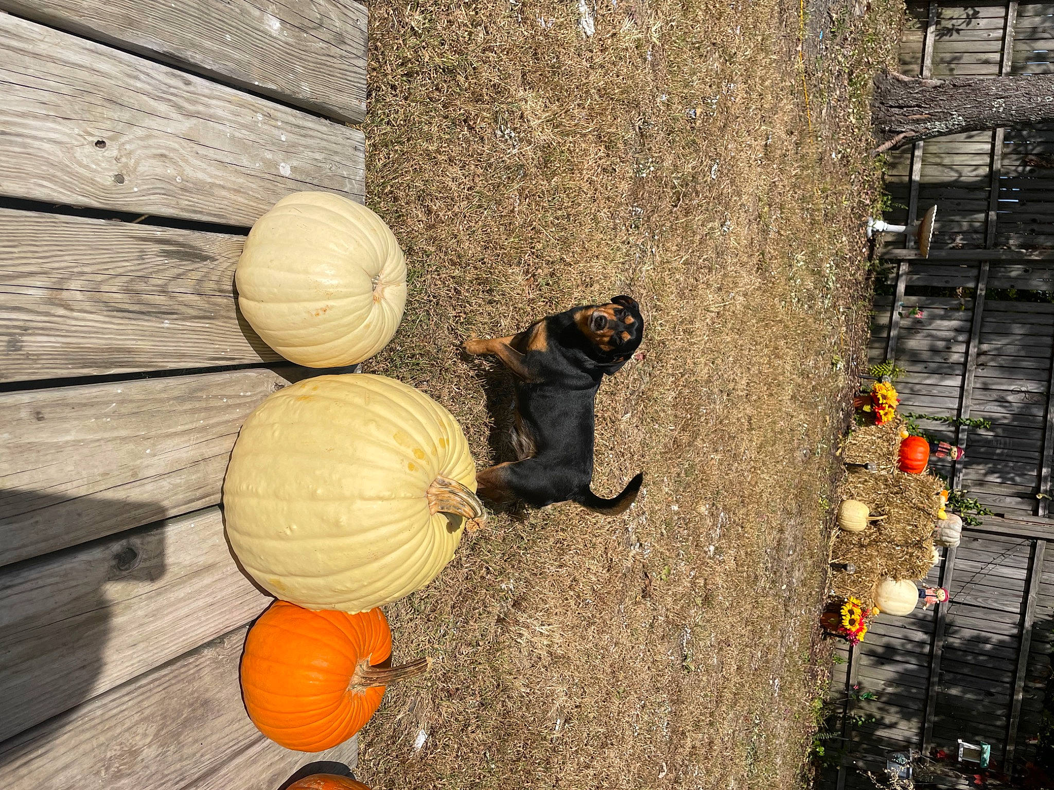 Taco is registered to the contest to win money with this photo: calabaza, cucurbita, flooring, gourd, hardwood, hat, local_food, natural_foods, orange, plant, pumpkin, road_surface, shadow, soil, squash, still_life_photography, tree, vegetable, winter_squash, wood