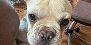Frankie joined the competition — help win amazing prizes! dog, french_bulldog, close_up, ears, paw, blanket, indoor, wood_floor, chair, pet_crate, soft_texture, cute, pet, animal, resting, canine, nose, fur, domestic, companion