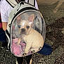 dog, french_bulldog, backpack, transparent, pet_carrier, person, outdoor, night, gravel, blanket, shoes, legs, animal, cute, pet, walking, street, light, casual, travel