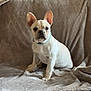 dog, french_bulldog, puppy, pet, white_dog, ears, sitting, couch, blanket, indoor, fur, cute, animal, canine, looking, portrait, young, companion, domestic_animal, adorable