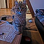 Dalhia a rejoint le concours — aidez-le/la à gagner de superbes lots ! cat, kitten, tabby, feline, indoor, table, wooden_table, living_room, person_hand, phone, couch, rug, placemat, household_items, curious, pet, animal, furniture, cozy, domestic