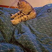 Dalhia a rejoint le concours — aidez-le/la à gagner de superbes lots ! cat, tabby, bed, blanket, indoor, furniture, home, pet, animal, resting, curious, cozy, comfort, pattern, blue, soft, sleepy, domestic, cute, relaxed