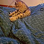 cat, tabby, bed, blanket, indoor, furniture, home, pet, animal, resting, curious, cozy, comfort, pattern, blue, soft, sleepy, domestic, cute, relaxed