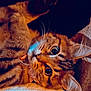 Dalhia a rejoint le concours — aidez-le/la à gagner de superbes lots ! cat, tabby, close_up, wide_eyes, paw, tattoo, blanket, patterned_blanket, cozy, indoor, pet, fur, whiskers, relaxed, cute, animal, resting, soft_lighting, warm_tones, domestic_cat