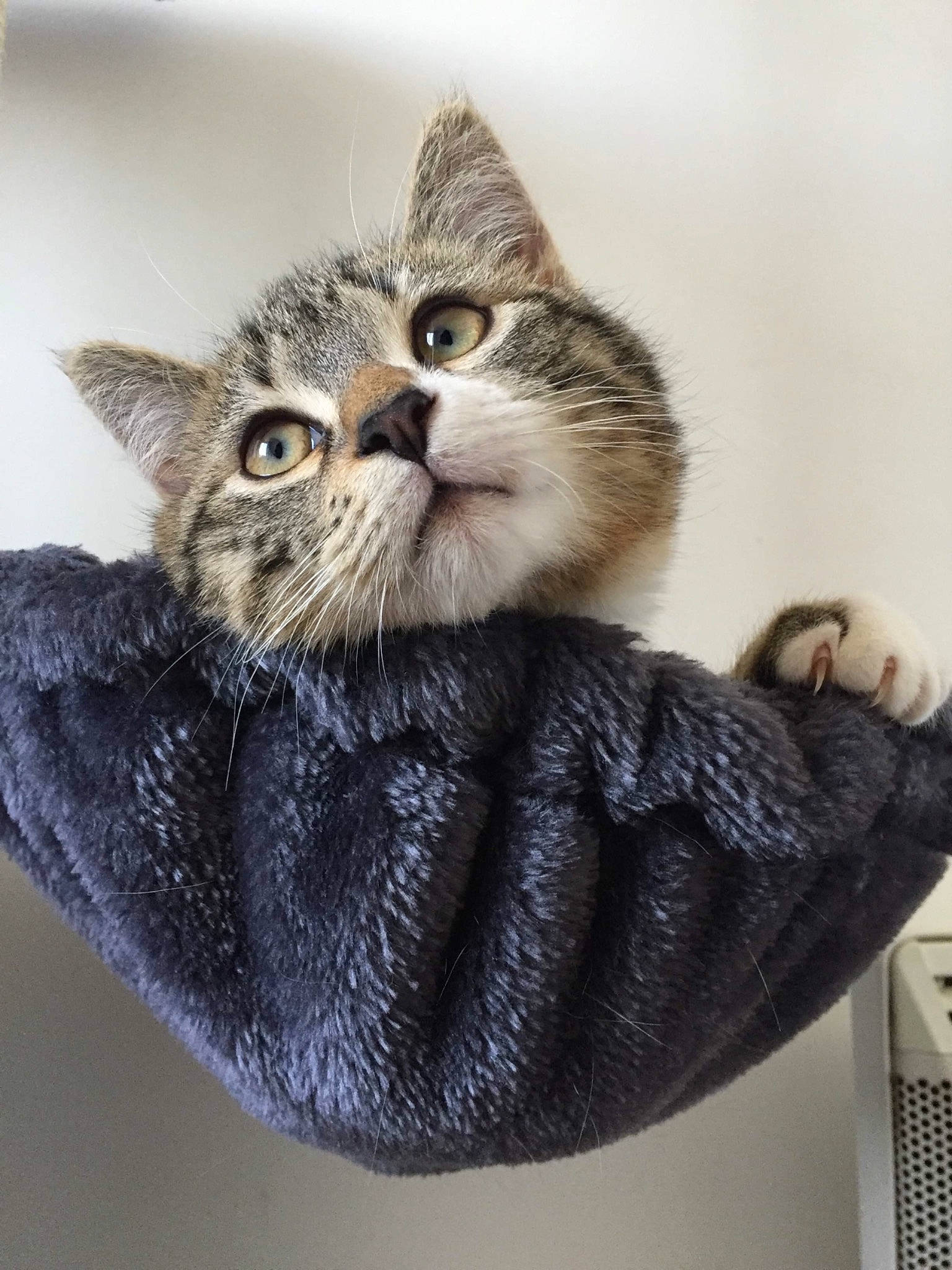 Moumoute a rejoint le concours — aidez-le/la à gagner de superbes lots ! carnivore, cat, cat_furniture, cat_supply, claw, collar, domestic_short_haired_cat, felidae, fur, gesture, grey, paw, photo_caption, small_to_medium_sized_cats, snout, tail, vertebrate, whiskers, window, wool