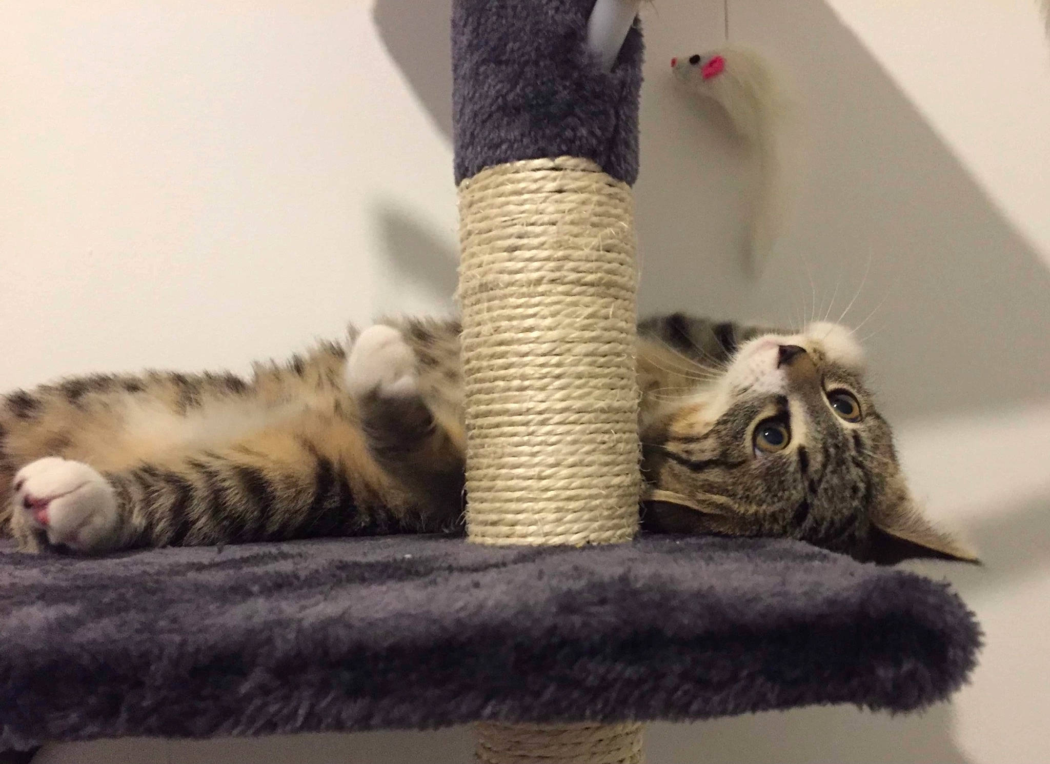 Moumoute a rejoint le concours — aidez-le/la à gagner de superbes lots ! carnivore, cat, cat_supply, claw, comfort, domestic_short_haired_cat, fawn, felidae, fur, grey, mammal, paw, room, small_to_medium_sized_cats, snout, tail, terrestrial_animal, whiskers, wood, wool