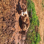 Duke joined the competition — help win amazing prizes! animal, canine, chihuahua, dog, field, grass, herbal, herbs, hound, land, mud, nature, outdoors, pet, plant, puppy, soil, tree, vegetation, water