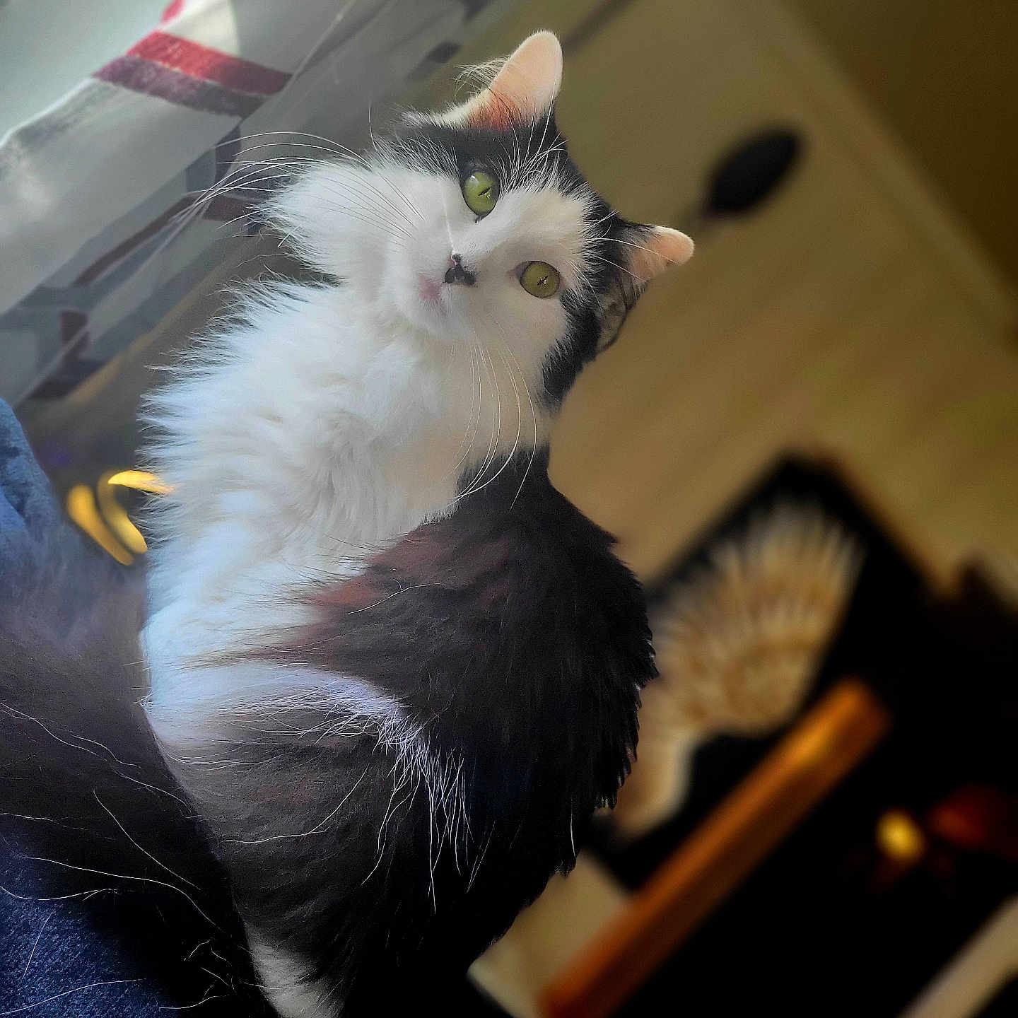 Lucy joined the competition — help win amazing prizes! abyssinian, angora, animal, architecture, blackcat, building, cat, computer, couch, drawer, furniture, hardwood, indoors, kitten, livingroom, manx, pet, room, smokepipe, wood