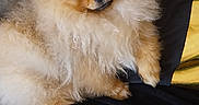 Lover participe au concours pour gagner de l'argent avec cette photo : animal, black_background, companion, couch, cute, cute_pet, dog, domestic, domestic_animal, fluffy, fur, furry, indoor, mammal, pet, pomeranian, portrait, relaxed, sitting, small_dog
