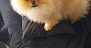 Lover a rejoint le concours — aidez-le/la à gagner de superbes lots ! adorable, animal, black_couch, companion, couch, cozy, curious, cute, dog, domestic_animal, fluffy, fur, home, indoor, looking_up, pet, pillow, pomeranian, sitting, small_dog