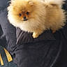 Lover a rejoint le concours — aidez-le/la à gagner de superbes lots ! adorable, animal, black_couch, companion, couch, cozy, curious, cute, dog, domestic_animal, fluffy, fur, home, indoor, looking_up, pet, pillow, pomeranian, sitting, small_dog