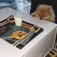 Lover participe au concours pour gagner de l'argent avec cette photo : dog, small_dog, pomeranian, table, cookies, milk, plate, cup, pet_bed, plant, side_table, rug, living_room, window, curtains, floor, indoor, furniture, cozy, home