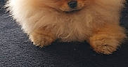 Lover participe au concours pour gagner de l'argent avec cette photo : dog, puppy, pomeranian, fluffy, cute, pet, animal, small, fur, mammal, portrait, indoor, adorable, sitting, young, face, expression, brown, black_nose, furry