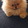 dog, puppy, pomeranian, fluffy, cute, pet, animal, small, fur, mammal, portrait, indoor, adorable, sitting, young, face, expression, brown, black_nose, furry