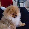Lover participe au concours pour gagner de l'argent avec cette photo : animal, black_surface, companion, curious, cute, dog, domestic, fan, fluffy, furniture, furry, household, indoor, pet, pomeranian, portrait, red_wall, relaxed, resting, small_dog