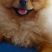 Lover participe au concours pour gagner de l'argent avec cette photo : adorable, animal, blue_background, closeup, companion, cute, dog, domestic_animal, face, fluffy, friendly, fur, happy, indoor, pet, pomeranian, portrait, small_dog, smiling, tongue_out