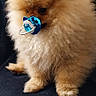 dog, pomeranian, fluffy, small_dog, brown_fur, pacifier, blue_pacifier, cute, pet, indoor, sitting, fur, animal, domestic_animal, close_up, face, adorable, toy, black_background, portrait