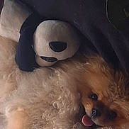 Lover a rejoint le concours — aidez-le/la à gagner de superbes lots ! animal, blanket, brown_fur, comfort, companion, cozy, curly_fur, cute, dog, home, indoor, pet, plush_toy, relaxed, resting, sleepy, snuggled, soft_texture, stuffed_animal, tongue_out