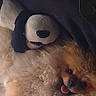 Lover a rejoint le concours — aidez-le/la à gagner de superbes lots ! animal, blanket, brown_fur, comfort, companion, cozy, curly_fur, cute, dog, home, indoor, pet, plush_toy, relaxed, resting, sleepy, snuggled, soft_texture, stuffed_animal, tongue_out