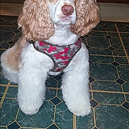 Jackson is registered to the contest to win money with this photo: dog, pet, indoor, floor, tile_floor, curly_ears, harness, brown_and_white, animal, canine, sitting, looking_at_camera, fur, domestic_animal, companion, paw, alert, portrait, house, cute