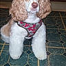 dog, pet, indoor, floor, tile_floor, curly_ears, harness, brown_and_white, animal, canine, sitting, looking_at_camera, fur, domestic_animal, companion, paw, alert, portrait, house, cute