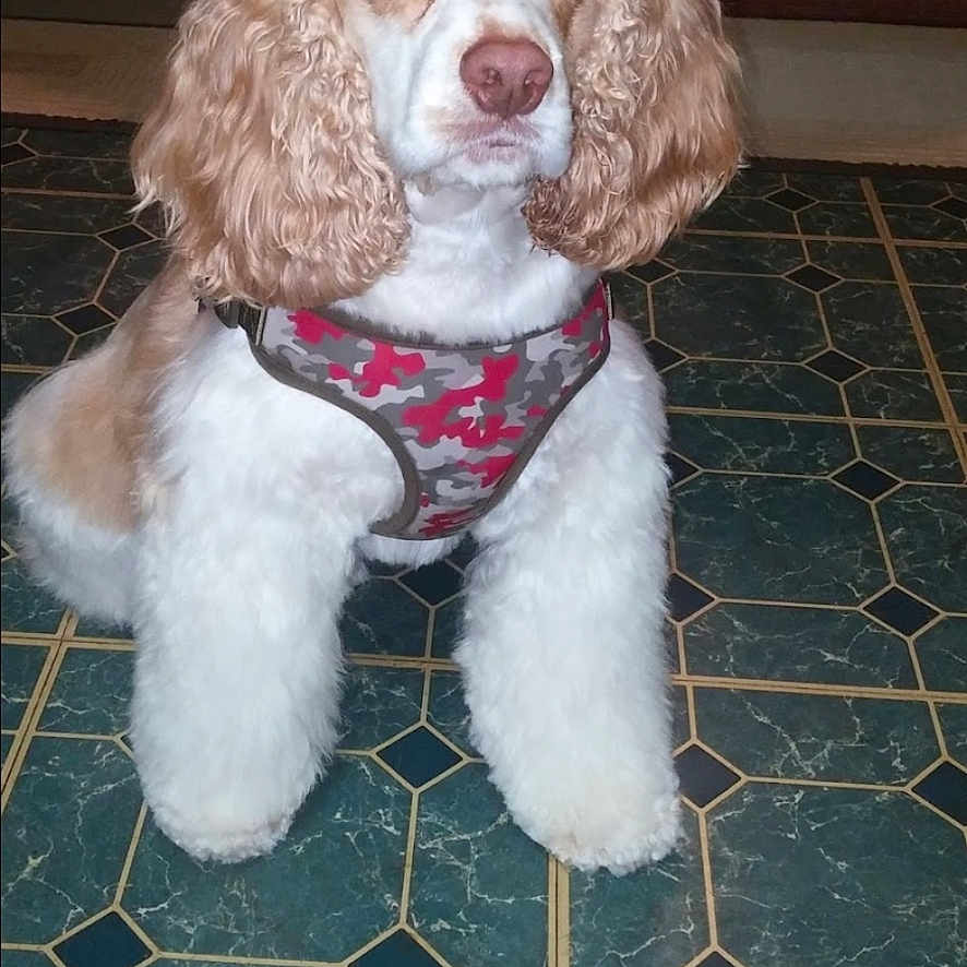 Jackson is registered to the contest to win money with this photo: dog, pet, indoor, floor, tile_floor, curly_ears, harness, brown_and_white, animal, canine, sitting, looking_at_camera, fur, domestic_animal, companion, paw, alert, portrait, house, cute
