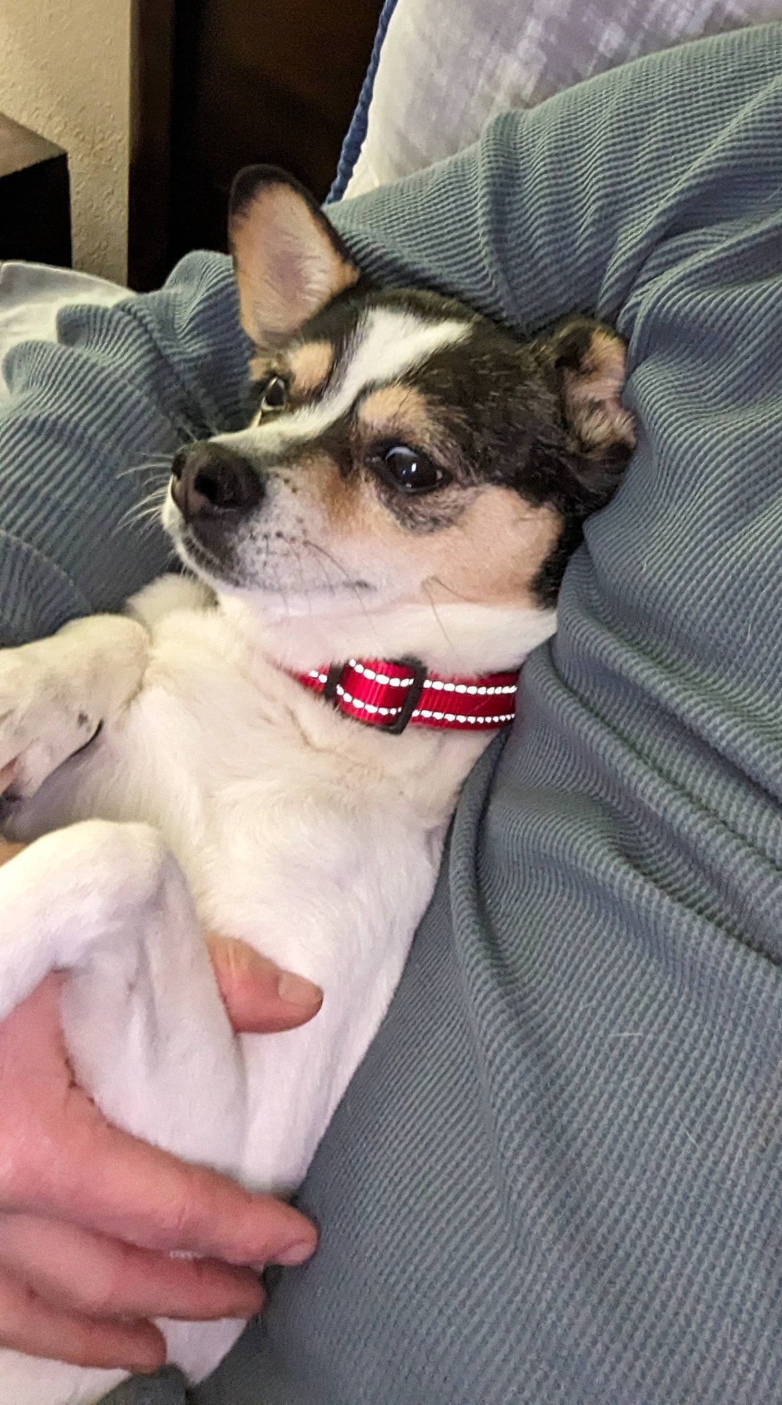 Kipper is registered to the contest to win money with this photo: canidae, carnivore, collar, comfort, companion_dog, dog, dog_breed, dog_collar, dog_supply, fawn, foot, fur, jaw, leash, paw, snout, sporting_group, whiskers, working_animal, working_dog