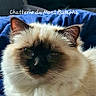 Arès participe au concours pour gagner de l'argent avec cette photo : cat, fluffy, blue_background, text_overlay, closeup, whiskers, ears, fur, pet, animal, indoor, cute, face, mammal, portrait, relaxed, feline, domestic_cat, soft