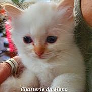 Bidibou participe au concours pour gagner de l'argent avec cette photo : kitten, cat, white_cat, fluffy, pet, animal, cute, close_up, hand, person, indoor, blurred_background, soft_light, young, feline, domestic_cat, portrait, holding, small, adorable