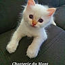 Bidibou participe au concours pour gagner de l'argent avec cette photo : kitten, cat, white_cat, pet, cute, furry, animal, indoor, couch, soft_fur, young_cat, small_paws, looking_up, curious, domestic_cat, fluffy, sitting, close_up, portrait, feline