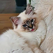 Athéna participe au concours pour gagner de l'argent avec cette photo : cat, fluffy, blue_eyes, indoor, furry, relaxed, pet, animal, close_up, cute, tongue_out, soft, cozy, whiskers, fur, laying, face, ear, home, comfort