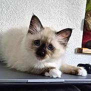 Briséis a rejoint le concours — aidez-le/la à gagner de superbes lots ! kitten, cat, siamese_cat, blue_eyes, fluffy, pet, animal, indoor, laptop, curious, cute, young, white_wall, resting, feline, closeup, portrait, paw, ears, whiskers