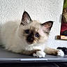 kitten, cat, siamese_cat, blue_eyes, fluffy, pet, animal, indoor, laptop, curious, cute, young, white_wall, resting, feline, closeup, portrait, paw, ears, whiskers