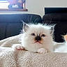 kitten, cat, fluffy, white, blue_eyes, blanket, soft, cute, pet, animal, indoor, cozy, living_room, furniture, window, curious, young, small, resting, adorable